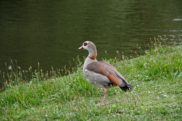 Hilde Bomans